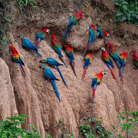 Refugio Amazonas Lodge Tambopata 外观 照片