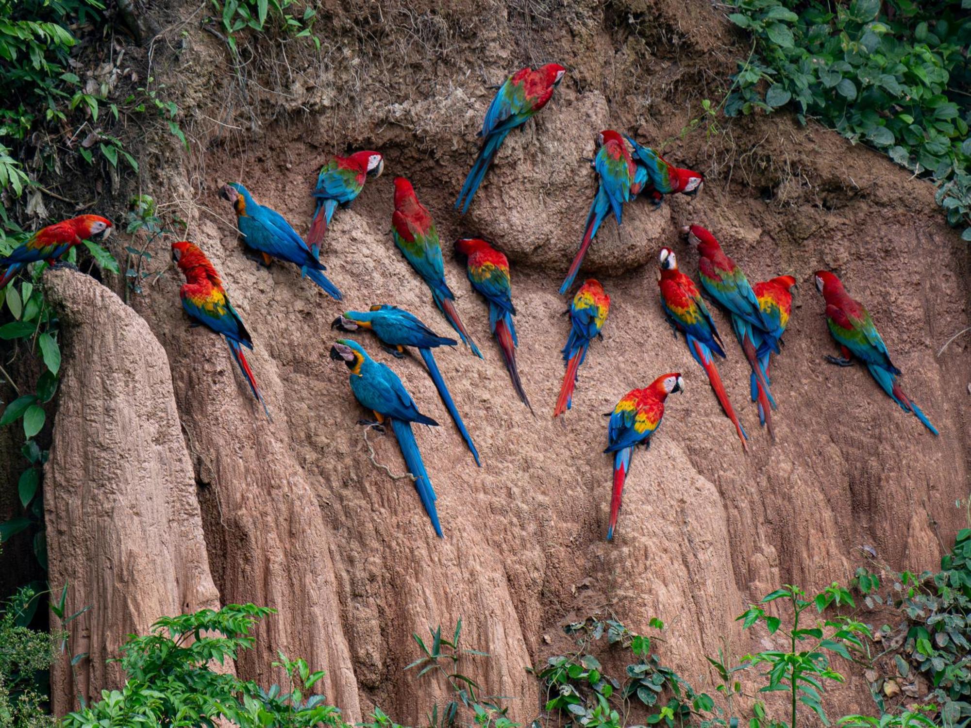 Refugio Amazonas Lodge Tambopata 外观 照片