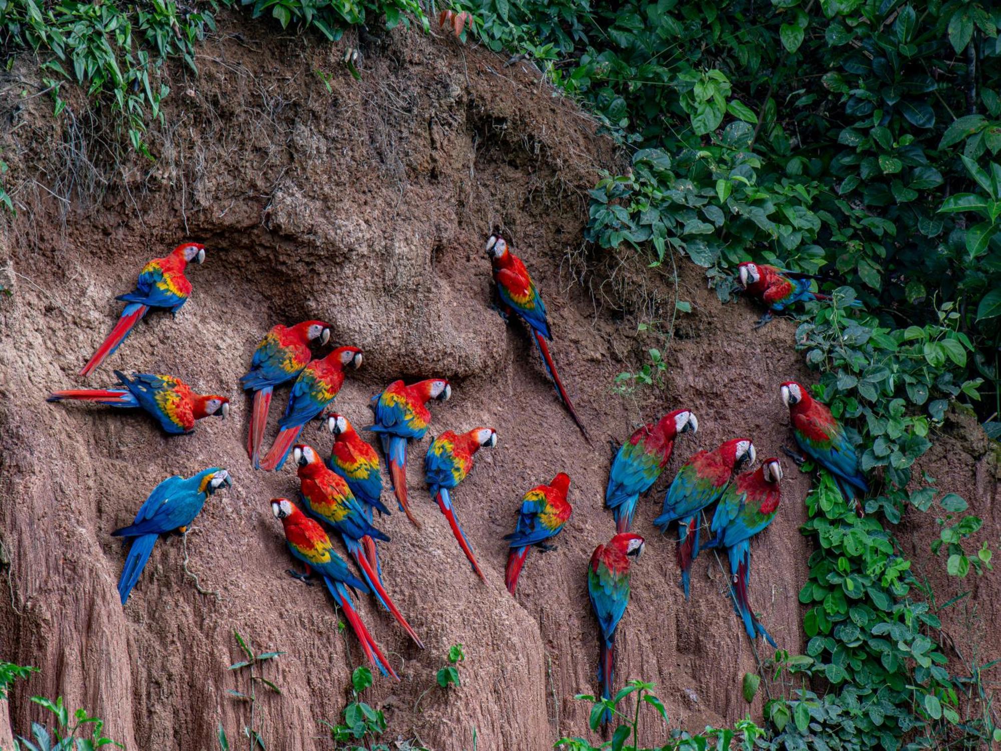 Refugio Amazonas Lodge Tambopata 外观 照片