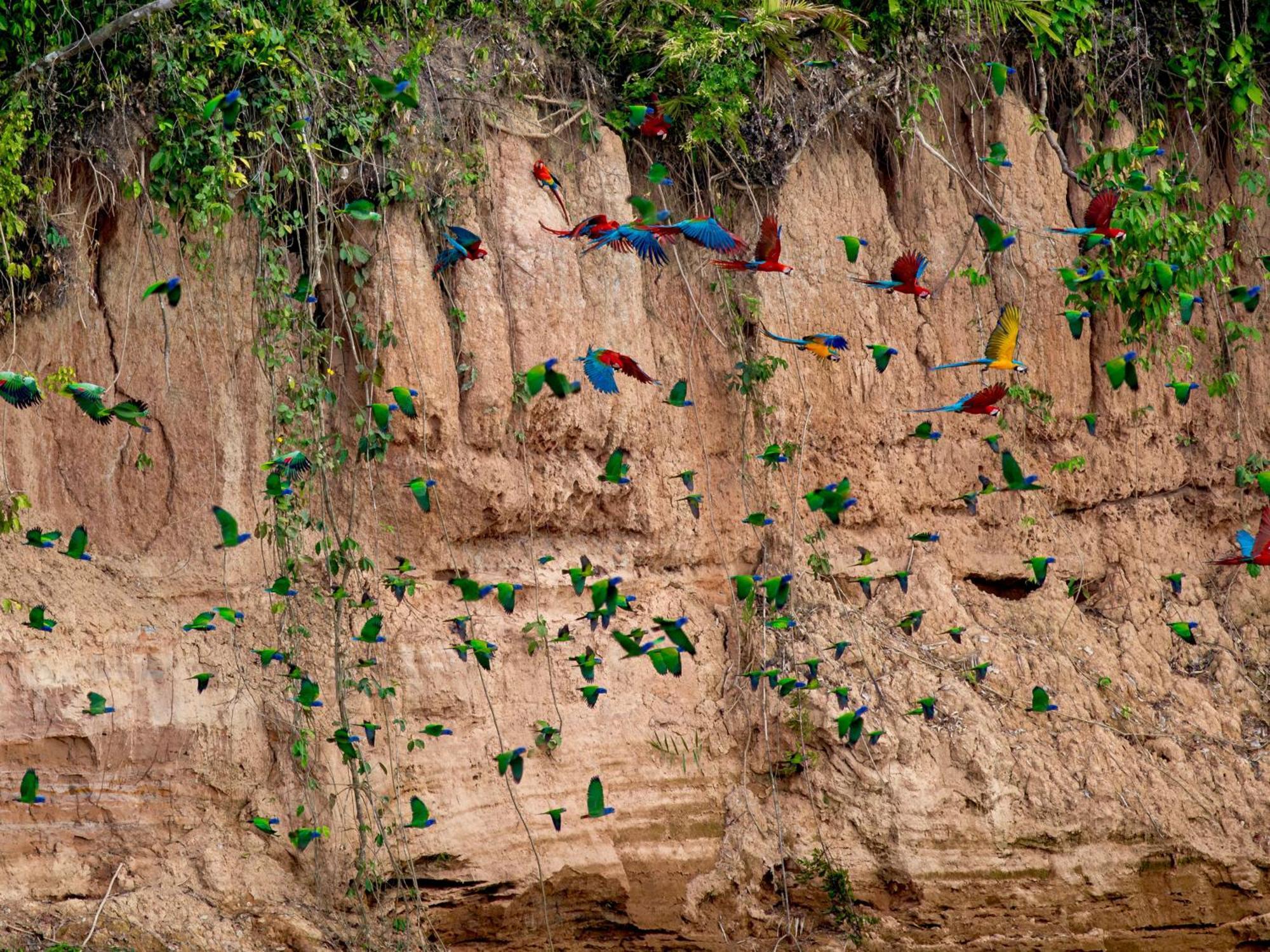 Refugio Amazonas Lodge Tambopata 外观 照片