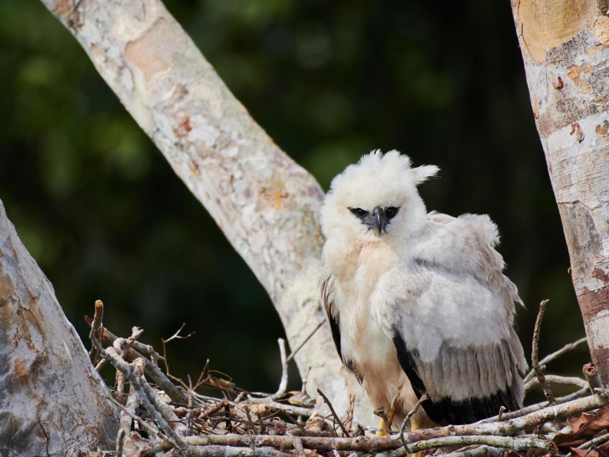 Refugio Amazonas Lodge Tambopata 外观 照片
