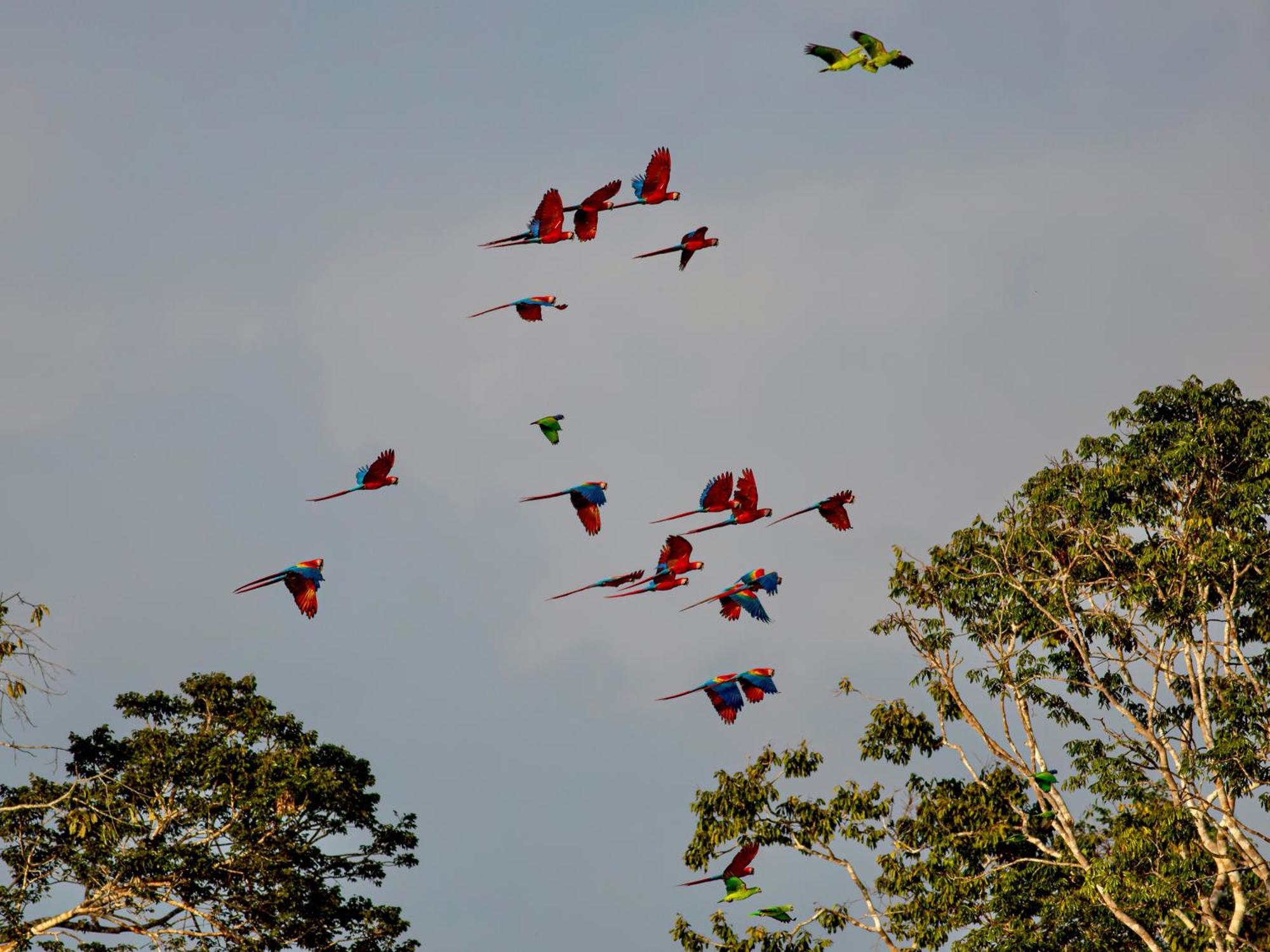 Refugio Amazonas Lodge Tambopata 外观 照片